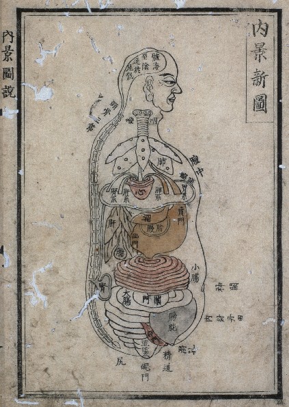 estampe médicale japonaise