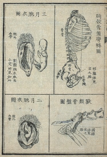 estampe japonaise médicale